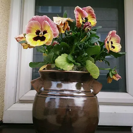Apartment Hajduczek
